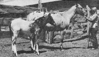 patchyhootiewithfoal