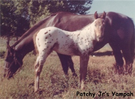 PatchyJrsYampah