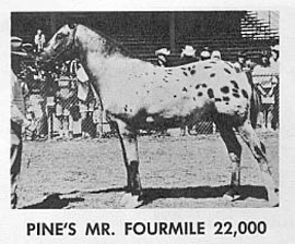 PinesMrFourmile