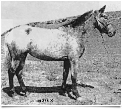 LeilaniK