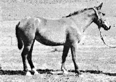 Matazal