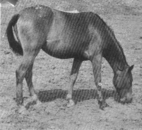 Matazal2