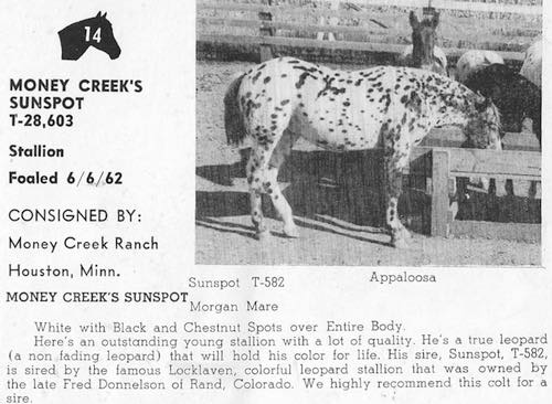 MoneyCreeksSunspot