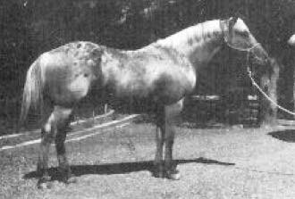 Montandon