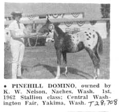 PinehillDomino