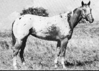 RustlerSugarTW3