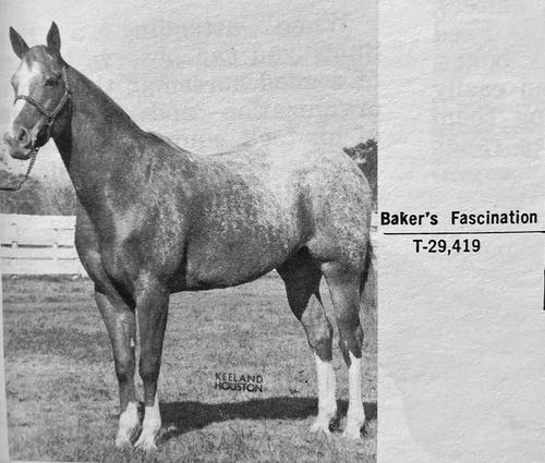 bakers fascination2