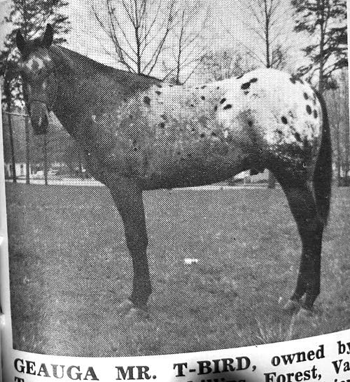 geauga mr t bird