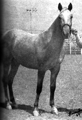 ladycochise