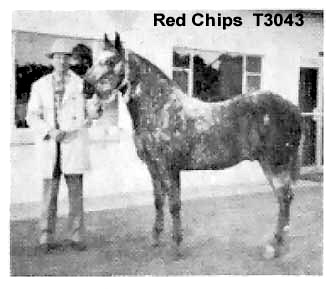 redchipst3043