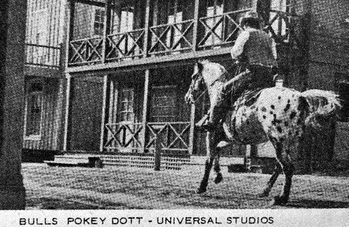 BullsPokeyDott2