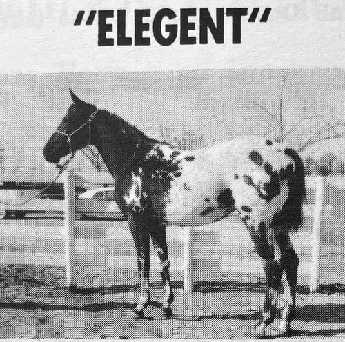elegent