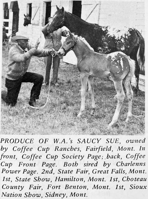was saucy sue2