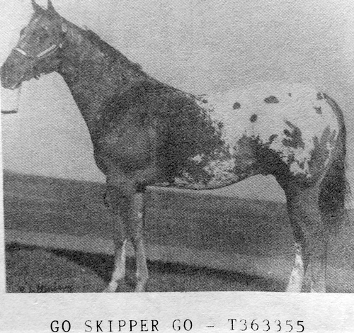 GoSkipperGo