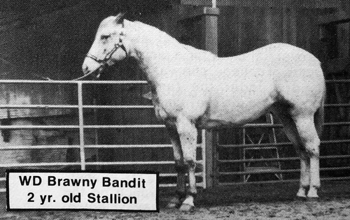 WDBrawnyBandit