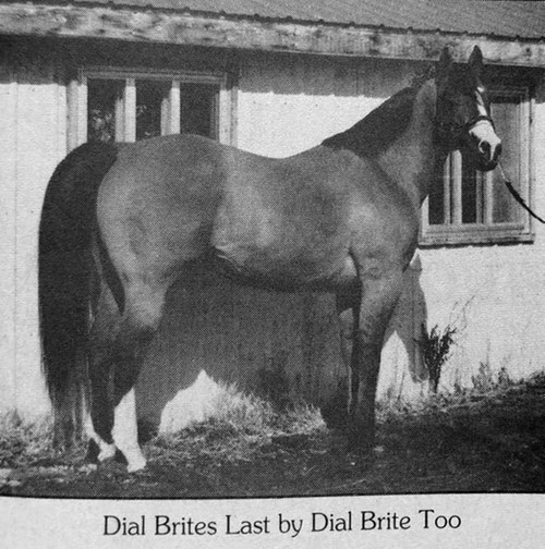 dialbriteslast