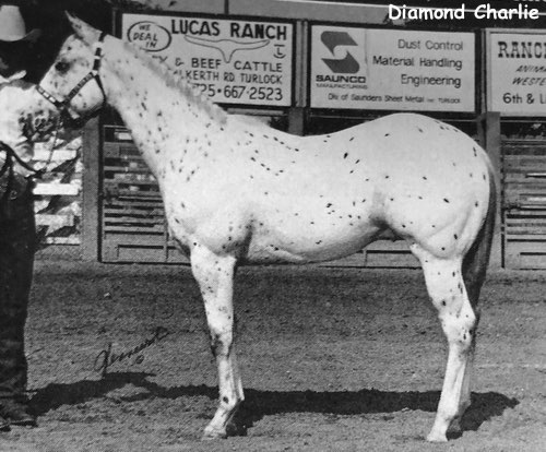 diamondcharlie