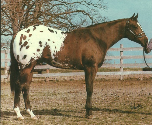 olwaylon