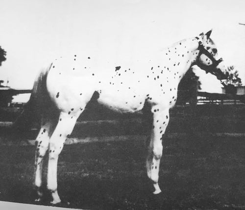 prince pcoket