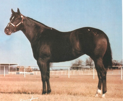 sirpent