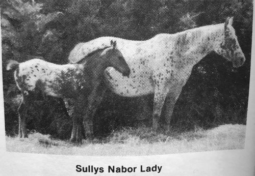sullysnaborlady