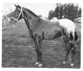 kitsapmingo8950