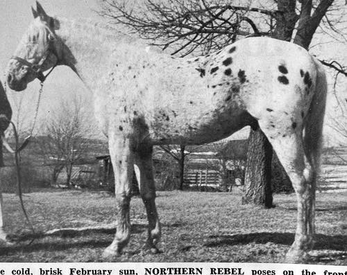 northern rebel