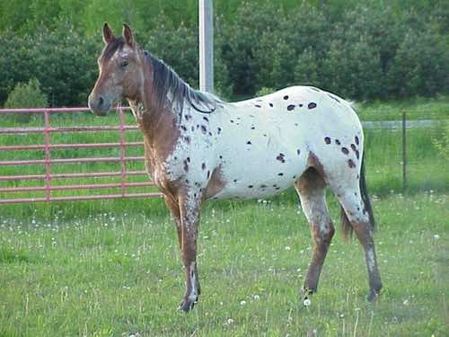 KreidersGoldenStar