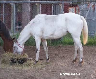 kingpinsspeck