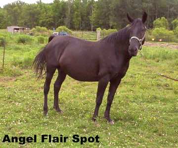 angelflairspot4