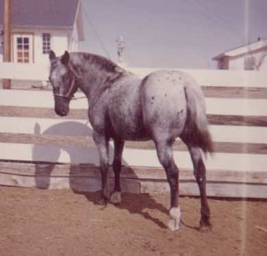 silvermike